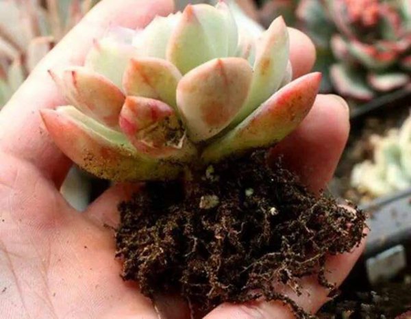 怎样养多肉植物