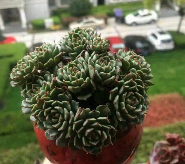 怎样养多肉植物