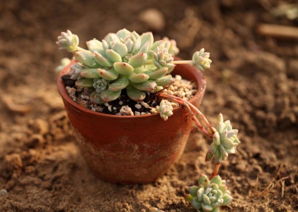 怎样养多肉植物