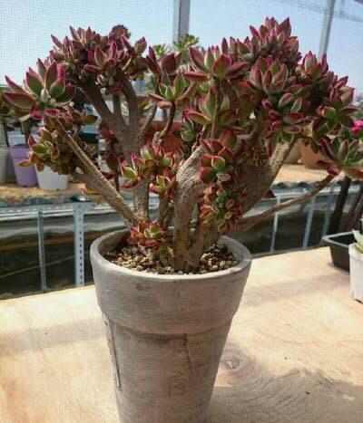 怎样养多肉植物