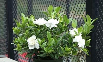 小叶栀子花怎么养家庭养法