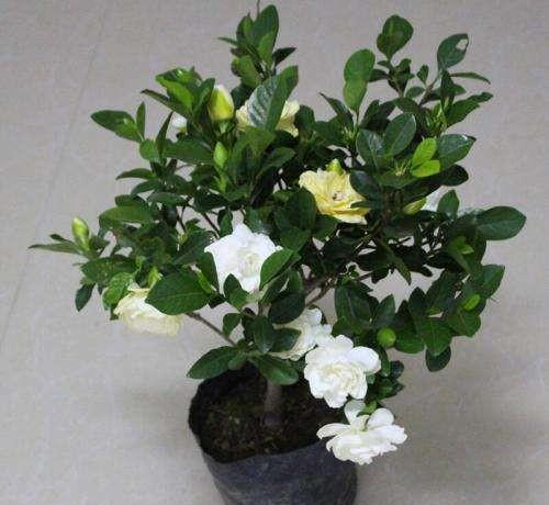 小叶栀子花怎么养家庭养法