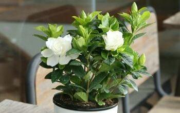 小叶栀子花怎么养家庭养法