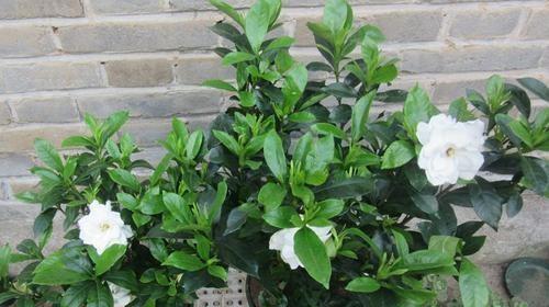 小叶栀子花怎么养家庭养法