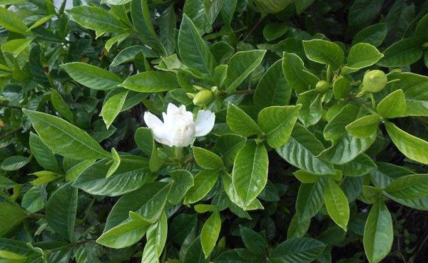 小叶栀子花怎么养家庭养法