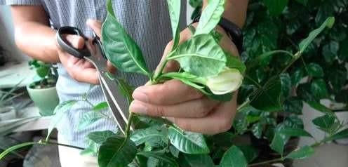 小叶栀子花怎么养家庭养法