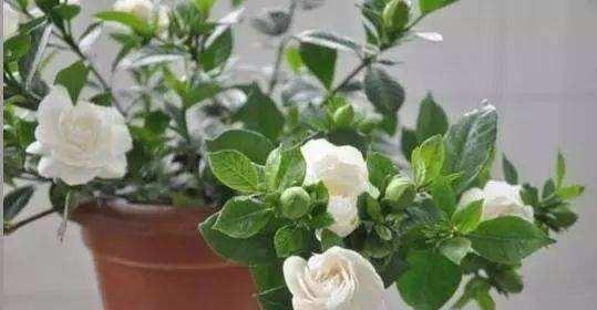 小叶栀子花怎么养家庭养法