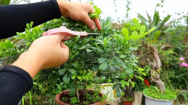 米兰花期是多久