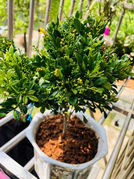 米兰花期是多久