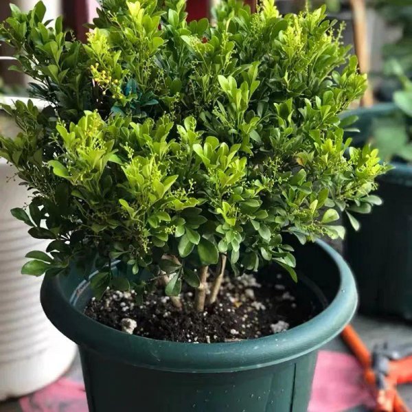 米兰花期是多久