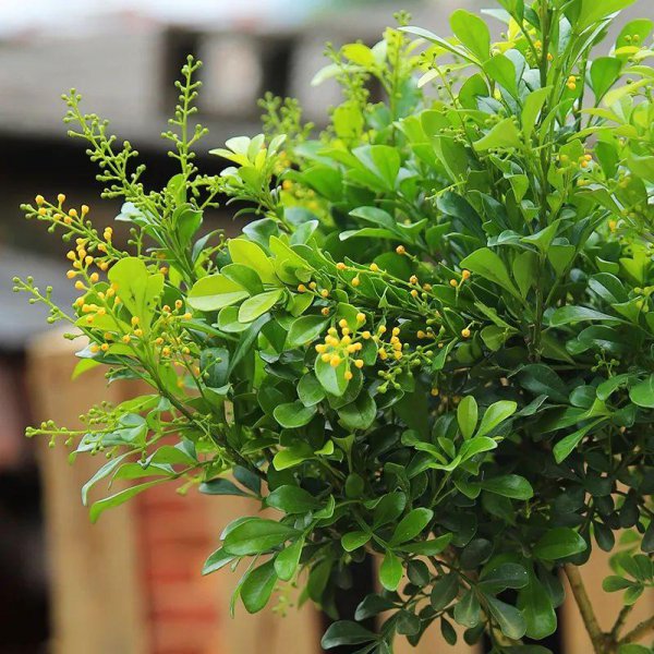 米兰花期是多久