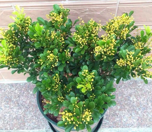 米兰花期是多久