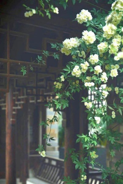 庭院种什么爬藤植物