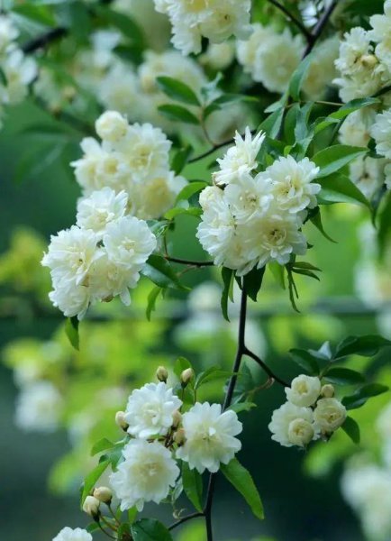 庭院种什么爬藤植物
