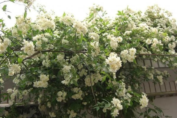 庭院种什么爬藤植物