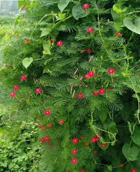 庭院种什么爬藤植物