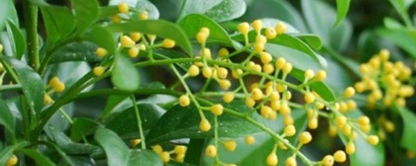 米兰花怎么繁殖