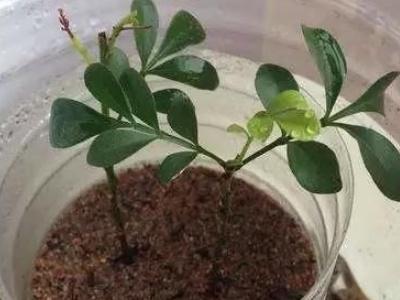 米兰花怎么繁殖
