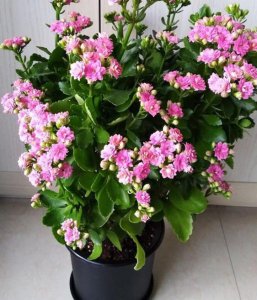 长寿花怎么养才开花 养长寿花的催花技巧