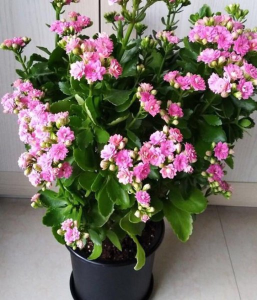 长寿花怎么养才开花