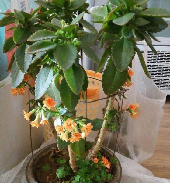 长寿花怎么养才开花
