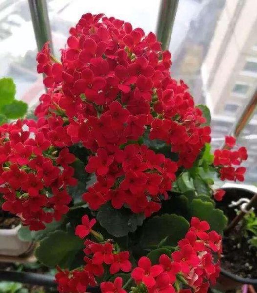 长寿花怎么养才开花