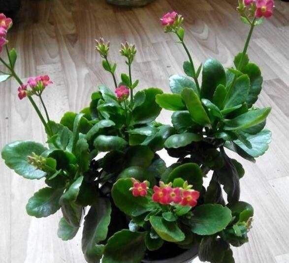 长寿花怎么养才开花