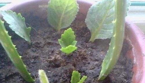 长寿花怎么养才开花