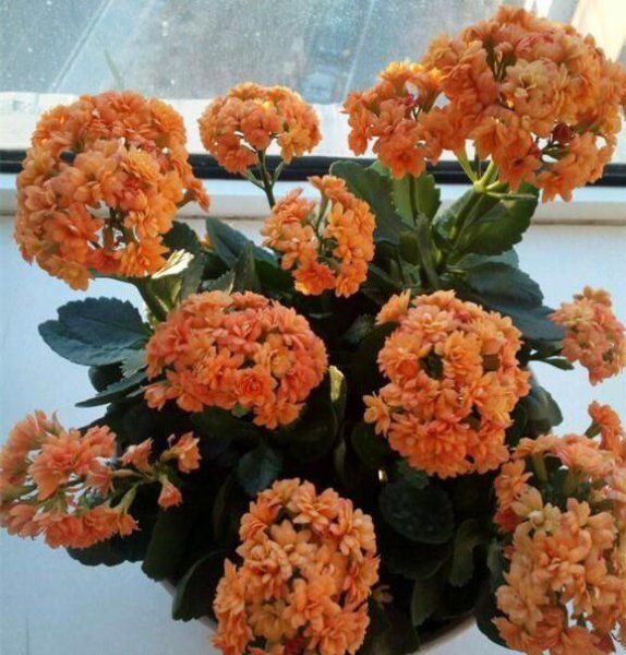 长寿花怎么养才开花