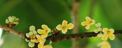 四季桂多久能开花 有关四季桂花期介绍