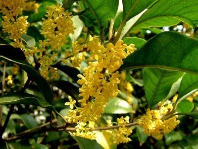 四季桂多久能开花