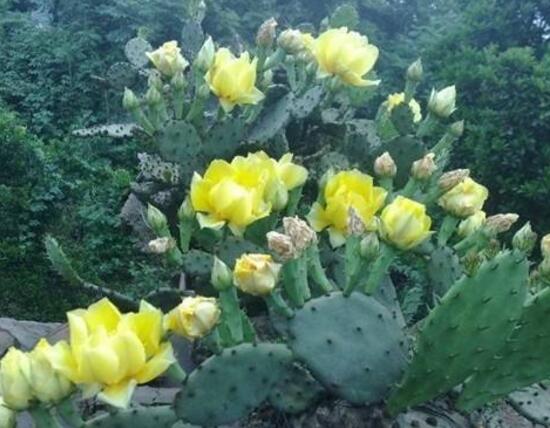 仙人掌花花语是什么
