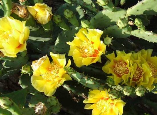 仙人掌花花语是什么