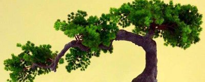 蓬莱松怎么养好 蓬莱松养护的正确方法
