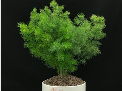 蓬莱松怎么养好