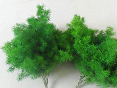 蓬莱松怎么养好