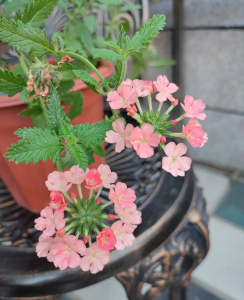 秋天可以种什么花 秋天最常见的花推荐