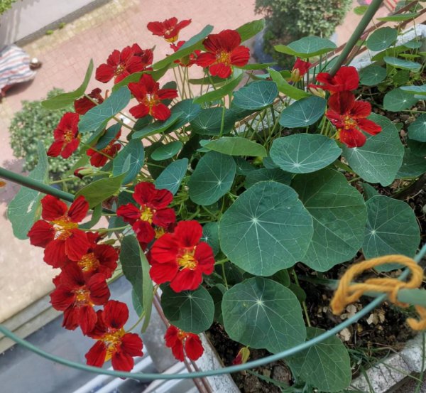 秋天可以种什么花