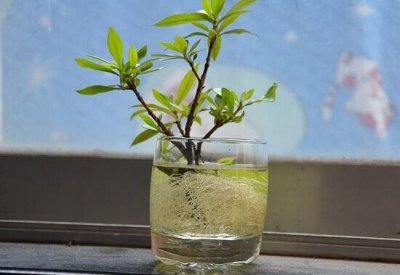 栀子花怎么繁殖 盘点栀子花五大繁殖方法