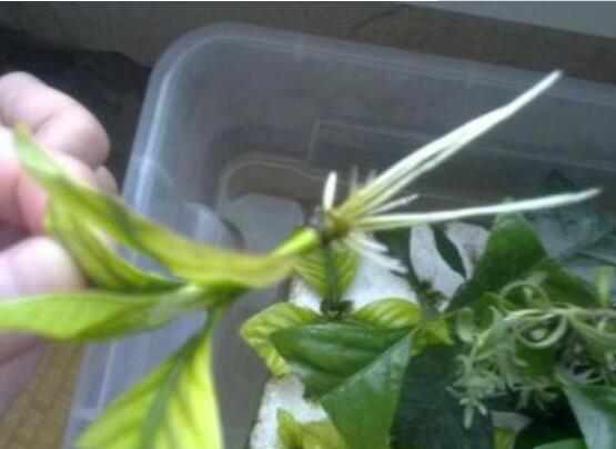 栀子花怎么繁殖