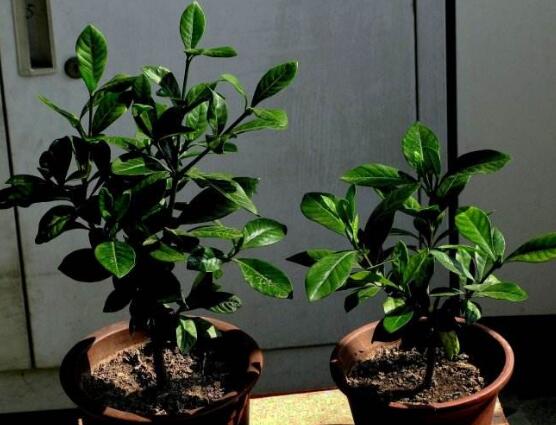 栀子花怎么繁殖