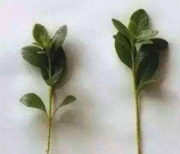 杜鹃花怎么繁殖 杜鹃花的繁殖办法