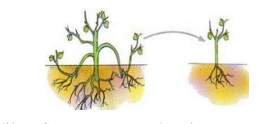 杜鹃花怎么繁殖