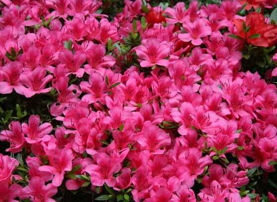 杜鹃花怎么繁殖