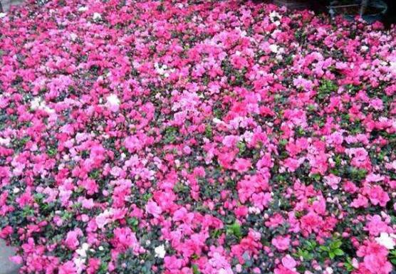 杜鹃花怎么繁殖