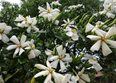 栀子花花期怎么管理 有关栀子花的花期管理办法