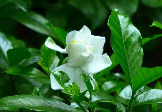 栀子花花期怎么管理