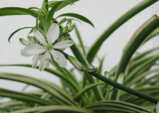 吊兰会开花吗寓意着什么