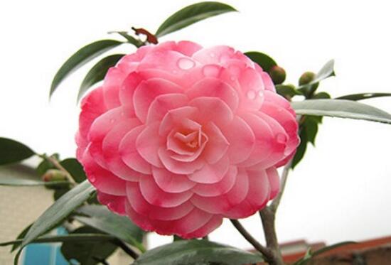 家养茶花对风水好吗