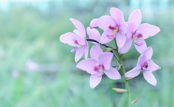 父亲节适合送什么花